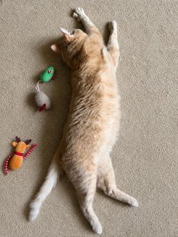 Poppyseed’s Post Stretch Plopover