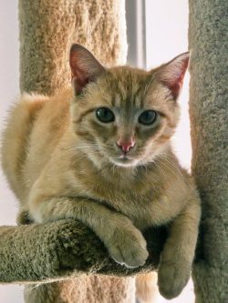 I Got Adopted!