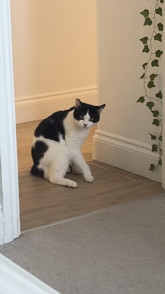 I accidentally bad-mouthed my cat as he was walking away, and he