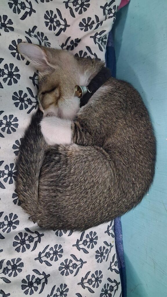 Furball nap time