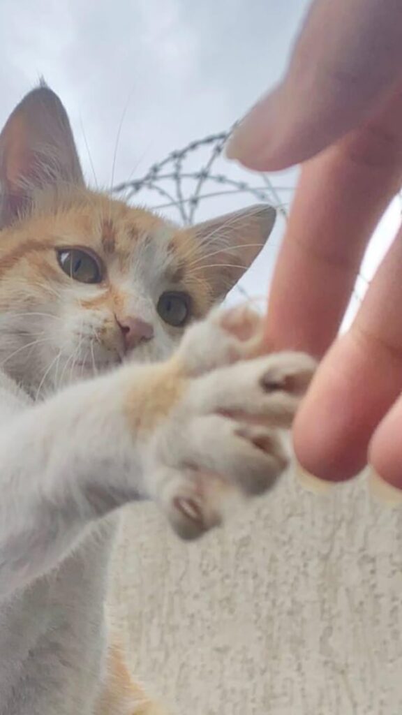 He reached out like “human, can we be friends?