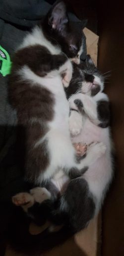 The biscuits are finally asleep.