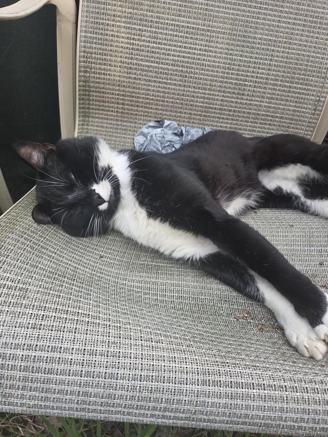 I go outside to water some plants and I see him sleeping in a chair.