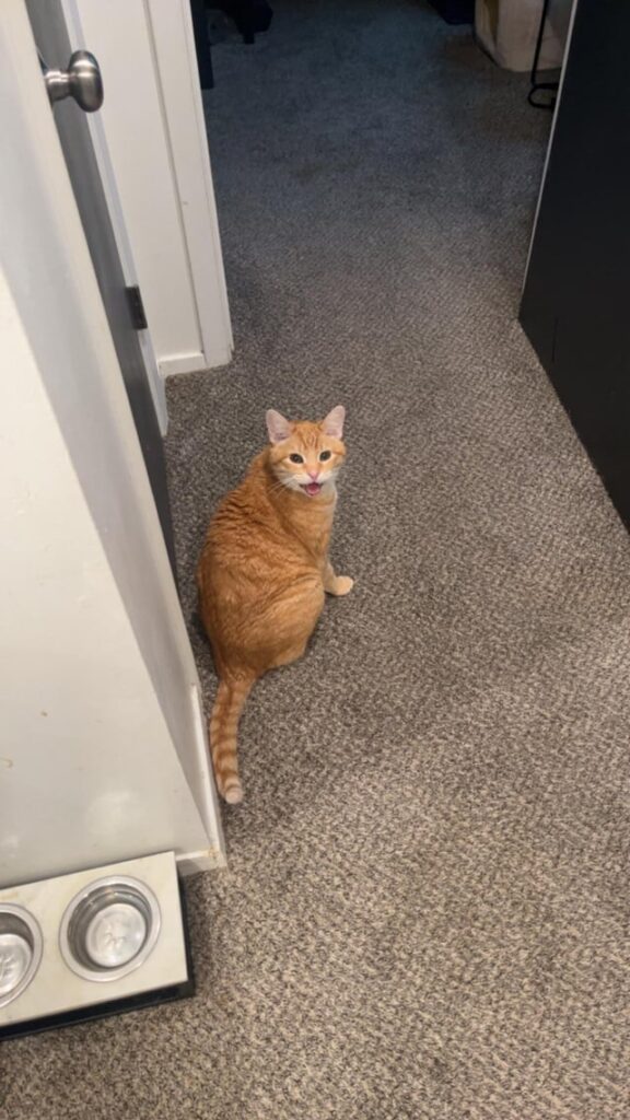 Passing of my cat
