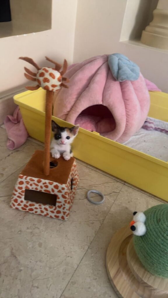 Tiny tonnyyy
