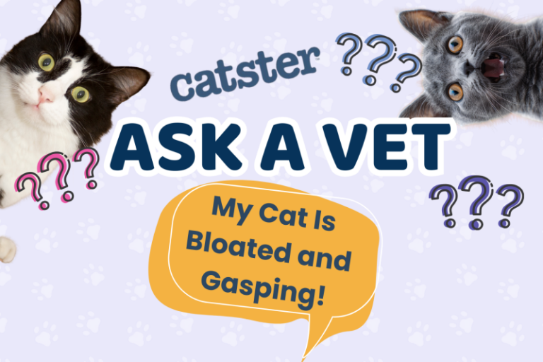 Ask Dr. Paola – HELP! My Cat Is Bloated and Gasping! (August 10, 2026)