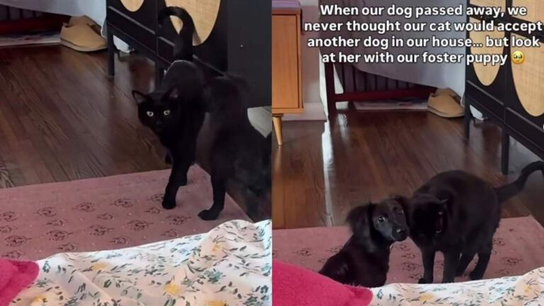 Cat’s Life Changes When Humans Bring Home Tiny Rescue Puppy, Giving