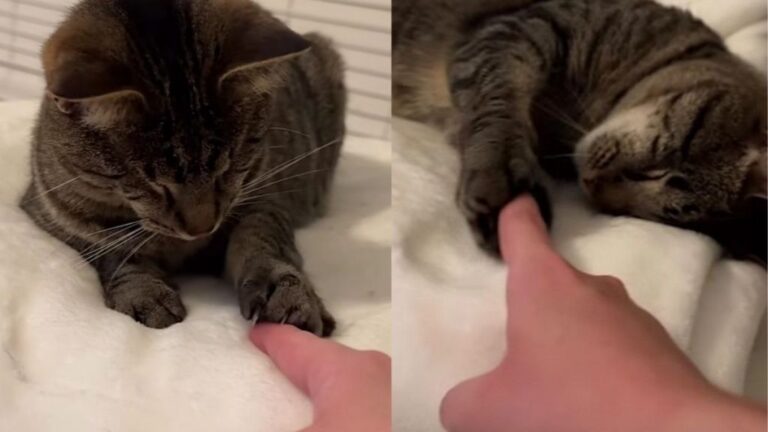 Blind Cat Reaches Out for Human’s Finger Like It’s One of Her