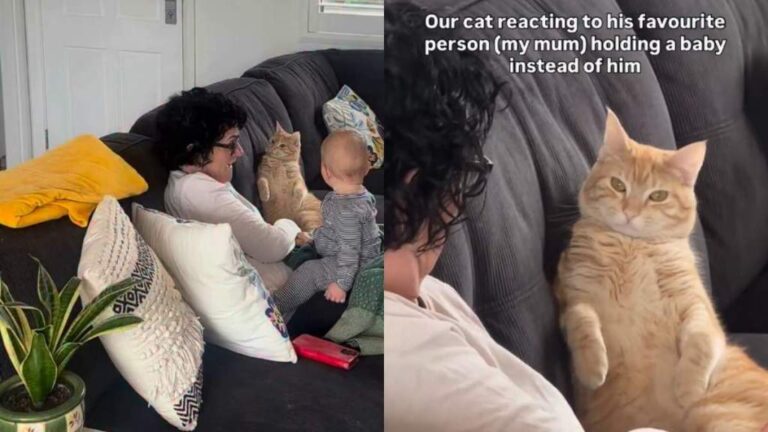 Cat’s Shocked Reaction to Grandma Holding a Baby Instead of Him Has