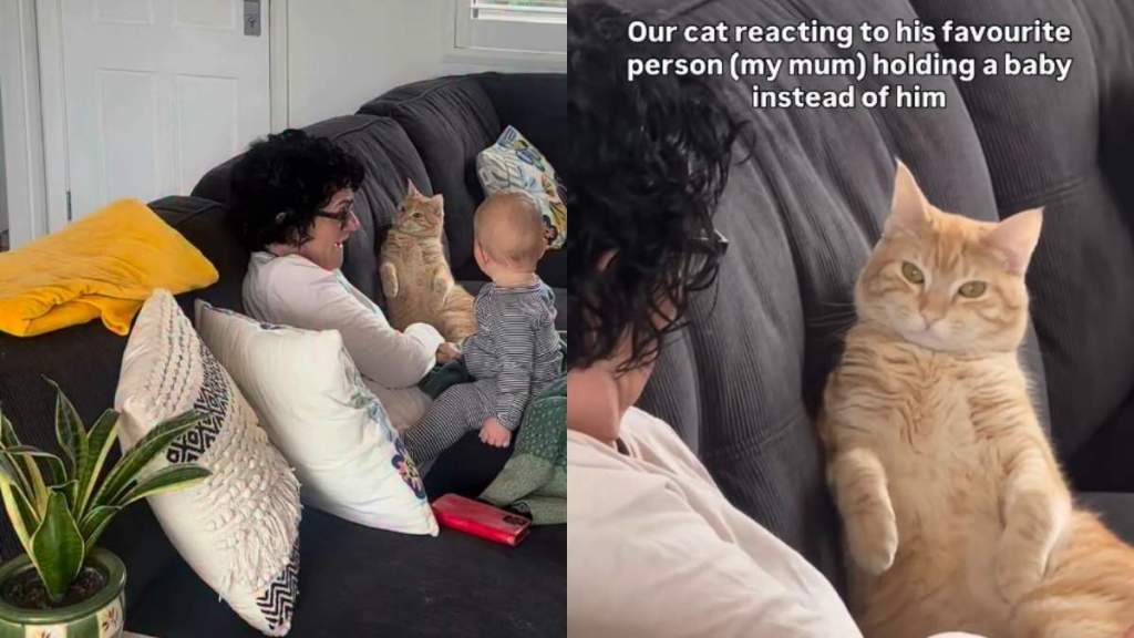Cat’s Shocked Reaction to Grandma Holding a Baby Instead of Him Has