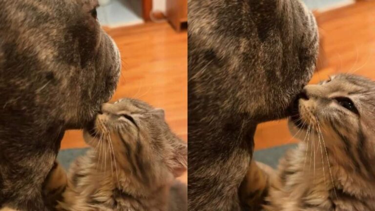 Rescue Kitten Clings to Dog Like She’s Her Mama & It’s Exactly What
