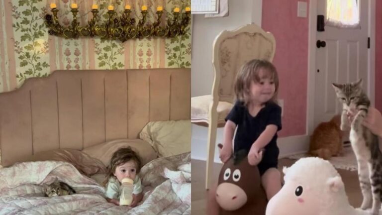 Rescue Cat’s Bond With Toddler Has Always Looked Like This & They