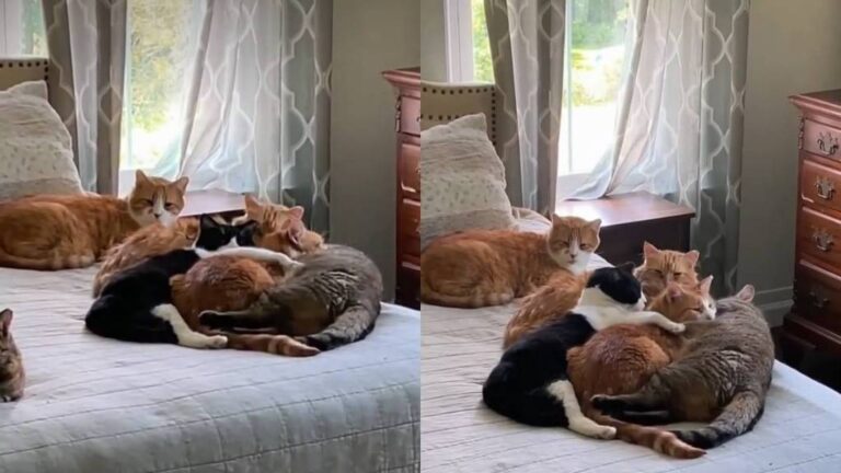 Male Cats Form the Sweetest ‘Cuddle Puddle’ Around Their One & Only