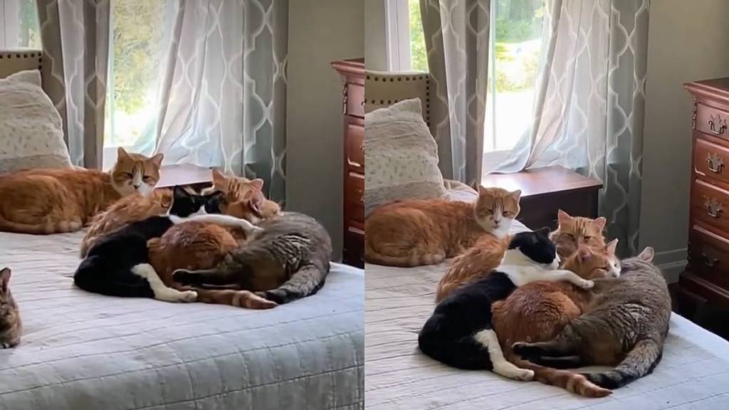 Male Cats Form the Sweetest ‘Cuddle Puddle’ Around Their One & Only