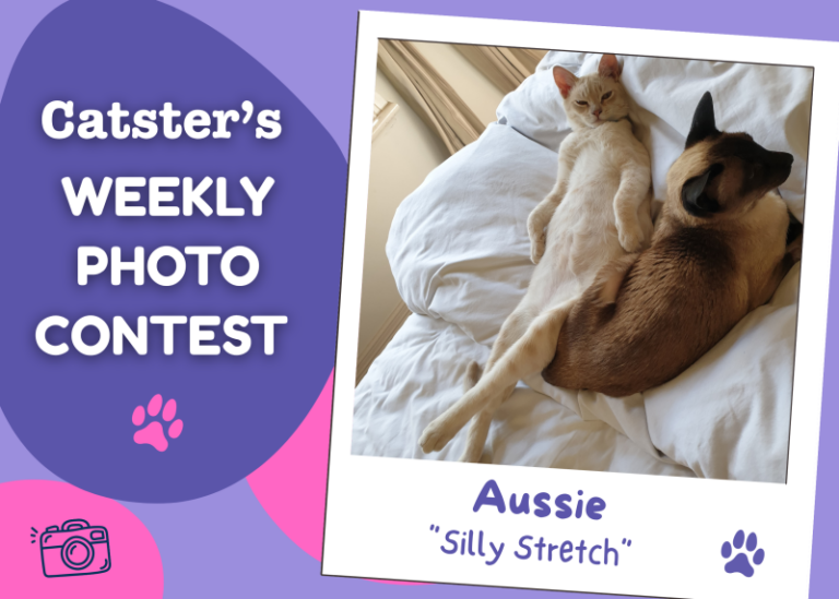 Catster’s Weekly Photo Contest Winners: Silly Stretch (August 31,
