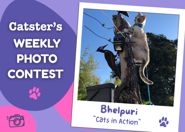 Catster’s Weekly Photo Contest Winners: Cats in Action (August 3,
