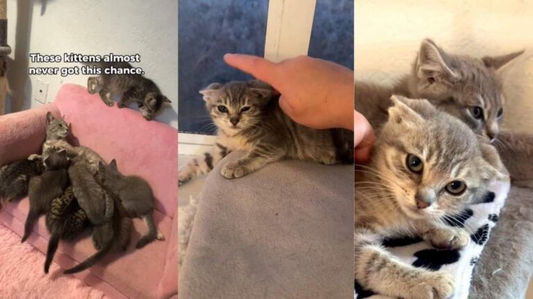 Kittens Knew Only an Abandoned Ranch & Then They Discover the Good