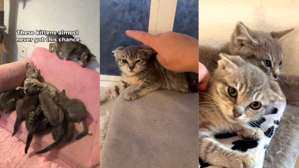 Kittens Knew Only an Abandoned Ranch & Then They Discover the Good
