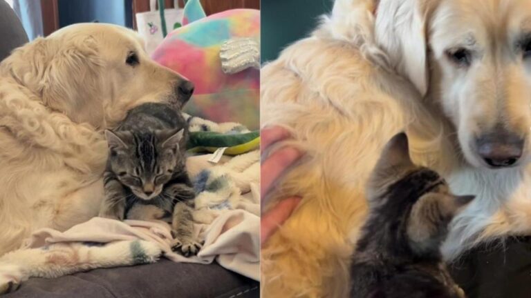 Cat & Senior Rescue Dog Share an Unbreakable Bond Now, but It Started