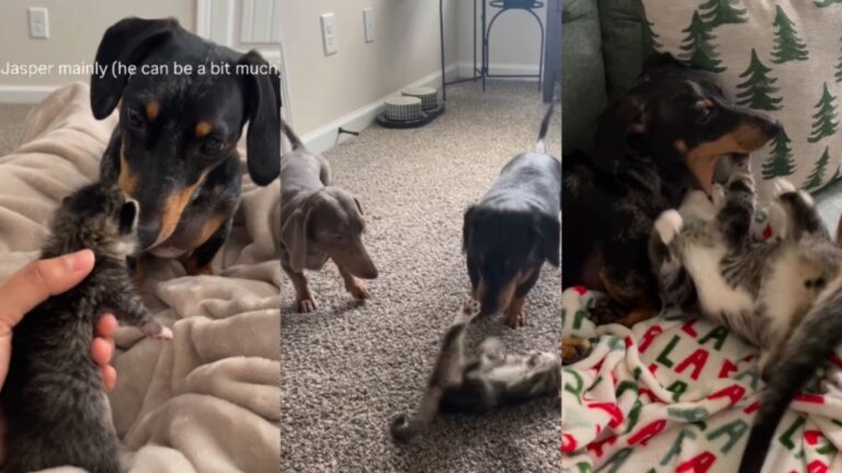 Tiny Kitten Fits Right in With Two Dogs in a Home Until Things Take