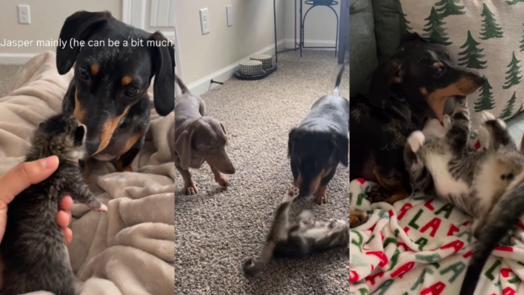 Tiny Kitten Fits Right in With Two Dogs in a Home Until Things Take
