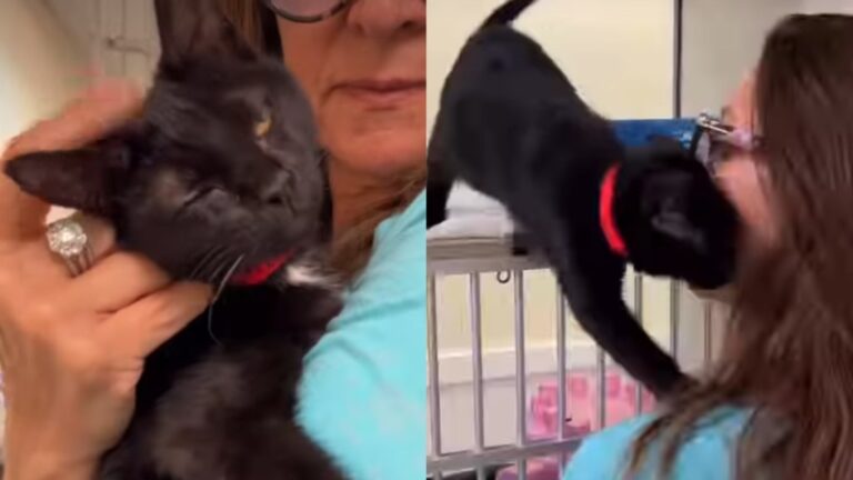 Shelter Cat Has So Much Life Ahead of Her, if Only Someone Gives Her