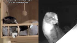 Feral Cat Refuses To Leave His Tower When Humans Are Around, Until