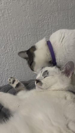 Why does she act like this with her 4yo baby?