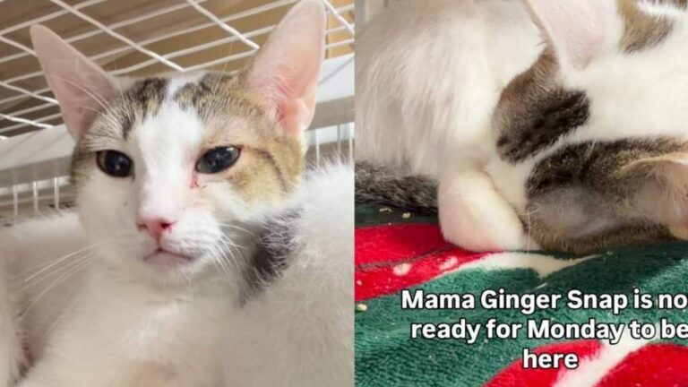 Mama Cat Who Even Raised Orphaned Kittens Is Stuck in a Cage Waiting
