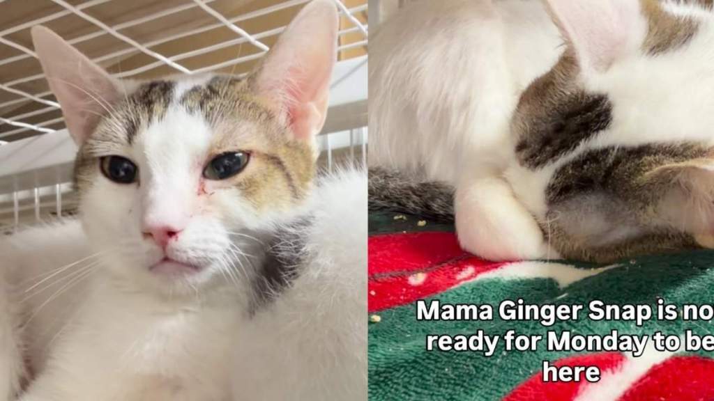 Mama Cat Who Even Raised Orphaned Kittens Is Stuck in a Cage Waiting