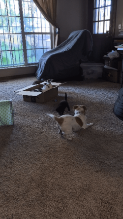 Some adorable play