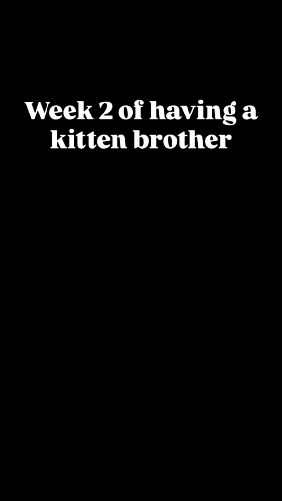Week 2 of having a kitten brother