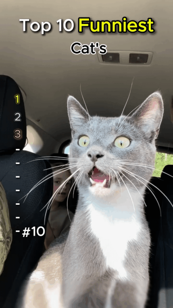 Just Cats Being Cats