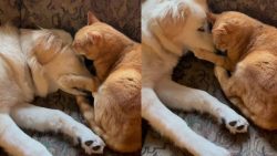 Puppy’s New Friendship Lasts Until She Gets a Little Too Curious