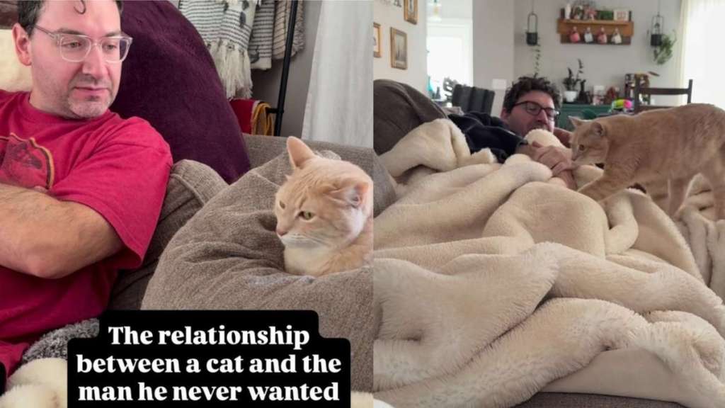 Cat Bullies the ‘Spare’ and Won’t Let Him Get Too Comfortable