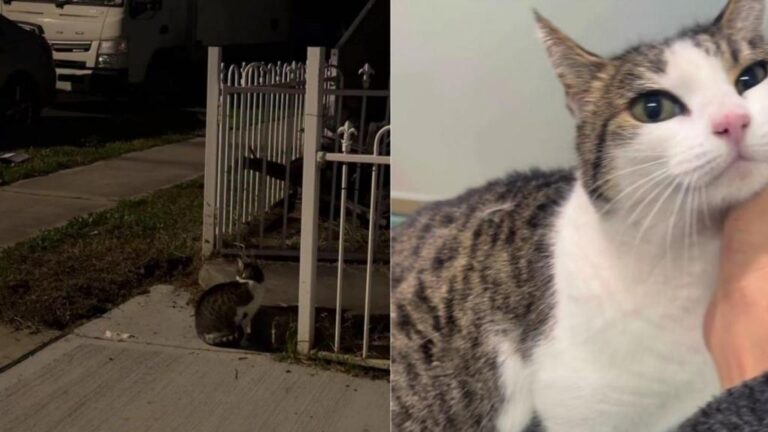 Rescue Cat Waits for Someone Who Isn’t Coming Back, Until Her