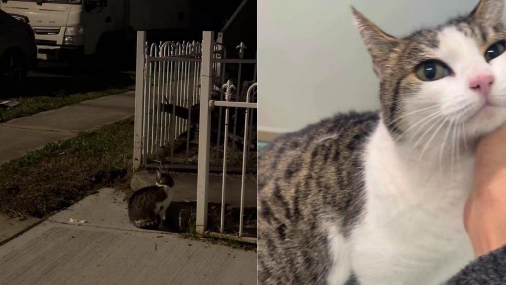 Rescue Cat Waits for Someone Who Isn’t Coming Back, Until Her