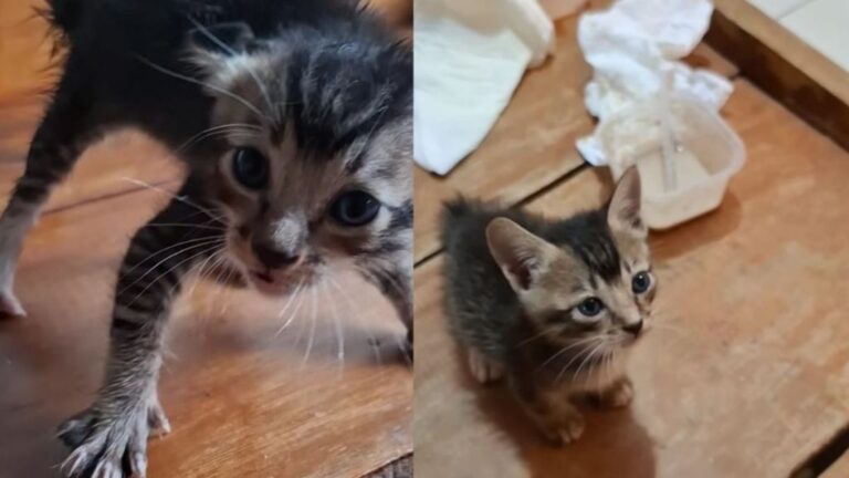 Terrified Kitten Refuses Human Contact Until Love Changes Everything
