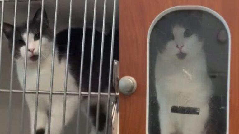 Rescue Cat Abandoned on Busy Street After Giving Birth Finds Her
