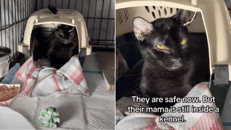 Shelter Cat Gave up Her ‘Kittenhood’ To Raise Her Babies & Now Sits