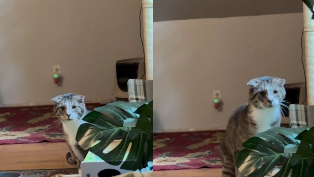 Shy Senior Cat Does Something He’s Never Done Before When Human Has a