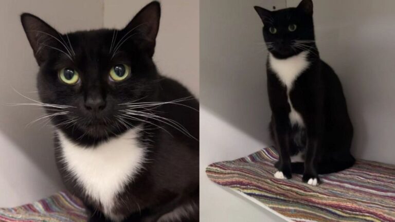 Mama Cat Spends Her Foster Stay Caring for Her Kittens & Then Comes