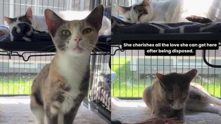 Shelter Cat Was Left Behind With Her Furry Mates by Previous Owners,