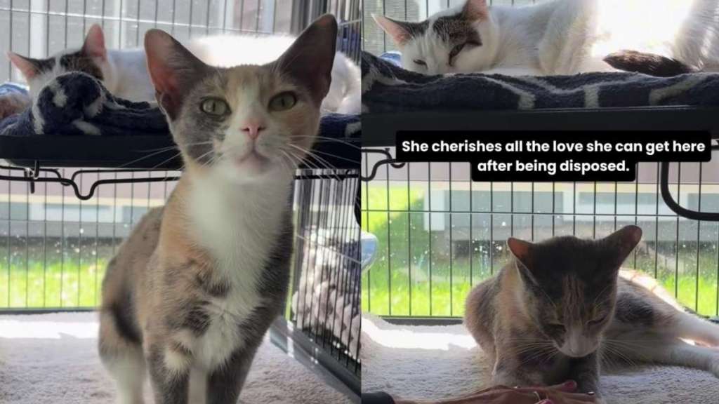 Shelter Cat Was Left Behind With Her Furry Mates by Previous Owners,