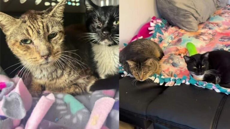 Shelter Cats Fighting Tough Battles Wait for Something ‘Almost
