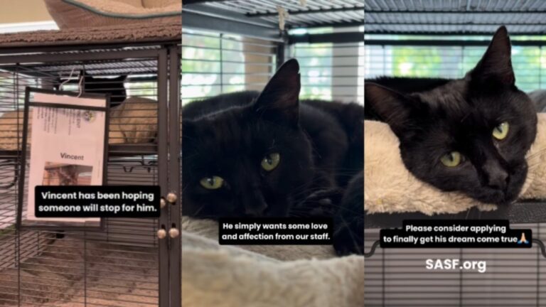 Shelter Cat Sees His Crate Door Open & Hopes Someone Is There To Take