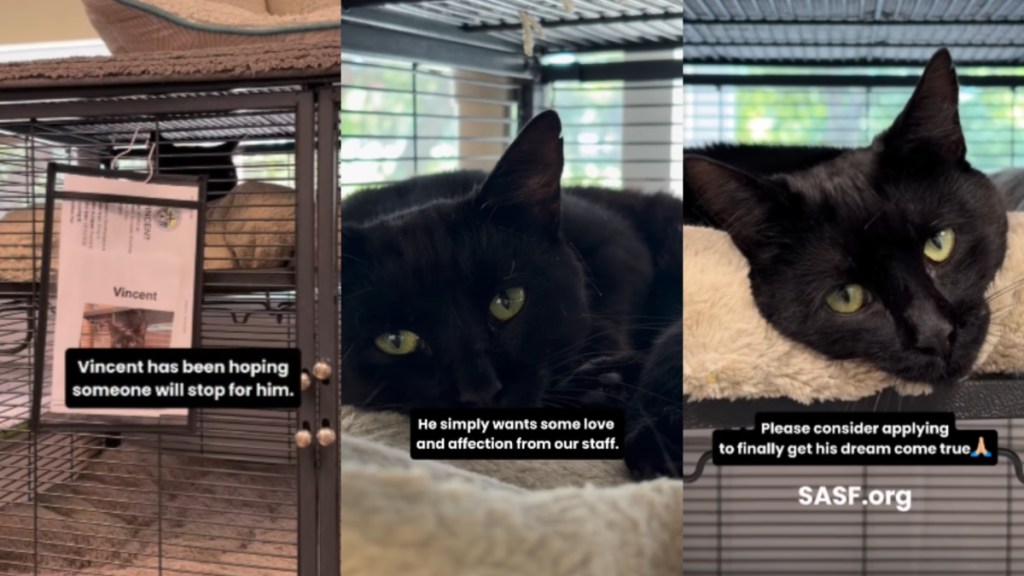 Shelter Cat Sees His Crate Door Open & Hopes Someone Is There To Take