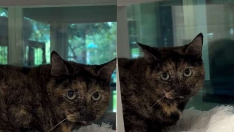 ‘Shy’ Shelter Cat Has Been Waiting the Longest for Someone To Give