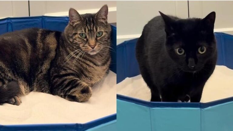 After Cats Encounter Sand for the First Time, Their Curiosity Takes