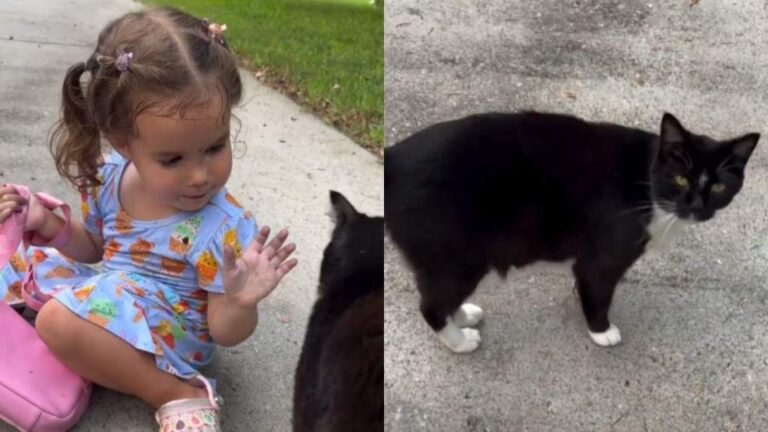 Toddler Spots the Neighbor Cat & Proceeds To Do the Sweetest Thing